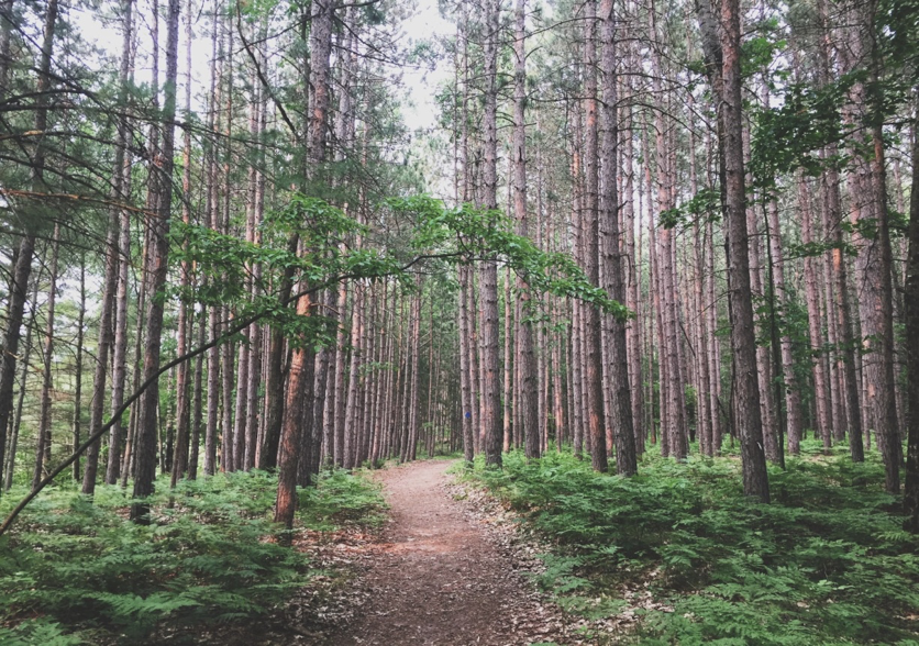 A forest of trees surround a dirt path in Newaygo, Michigan